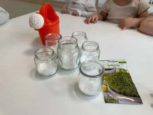 Dinusie - sadzenie rzeżuchy