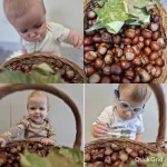 Niedźwiadki - kasztany