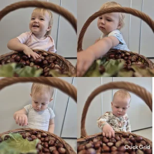 Niedźwiadki - kasztany