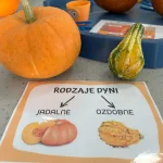 Delfinki - Dzień Dynii