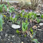 Delfinki - Na tropie wiosny